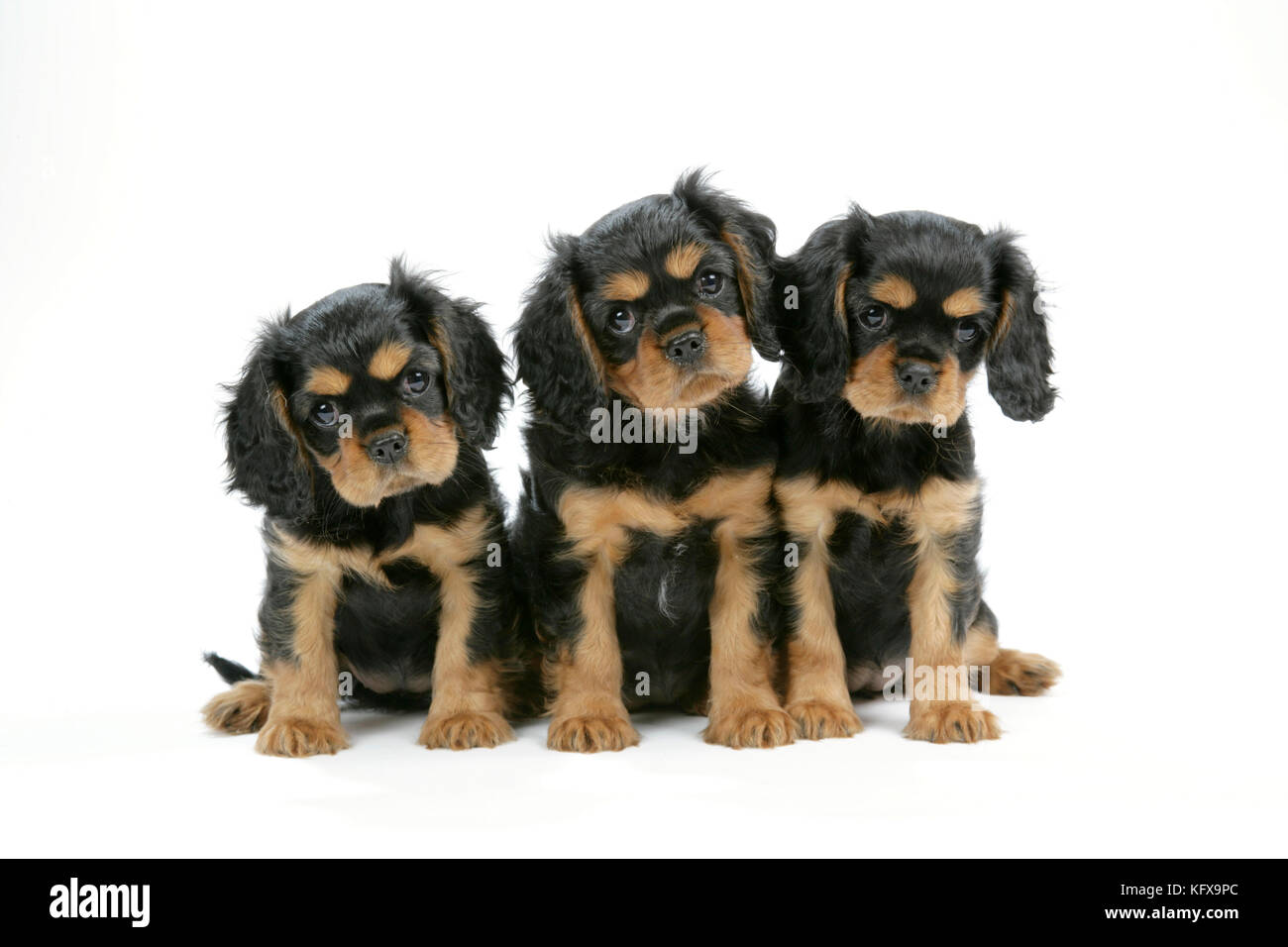 Chien - cavalier King Charles chiots de 6/7 semaines Banque D'Images