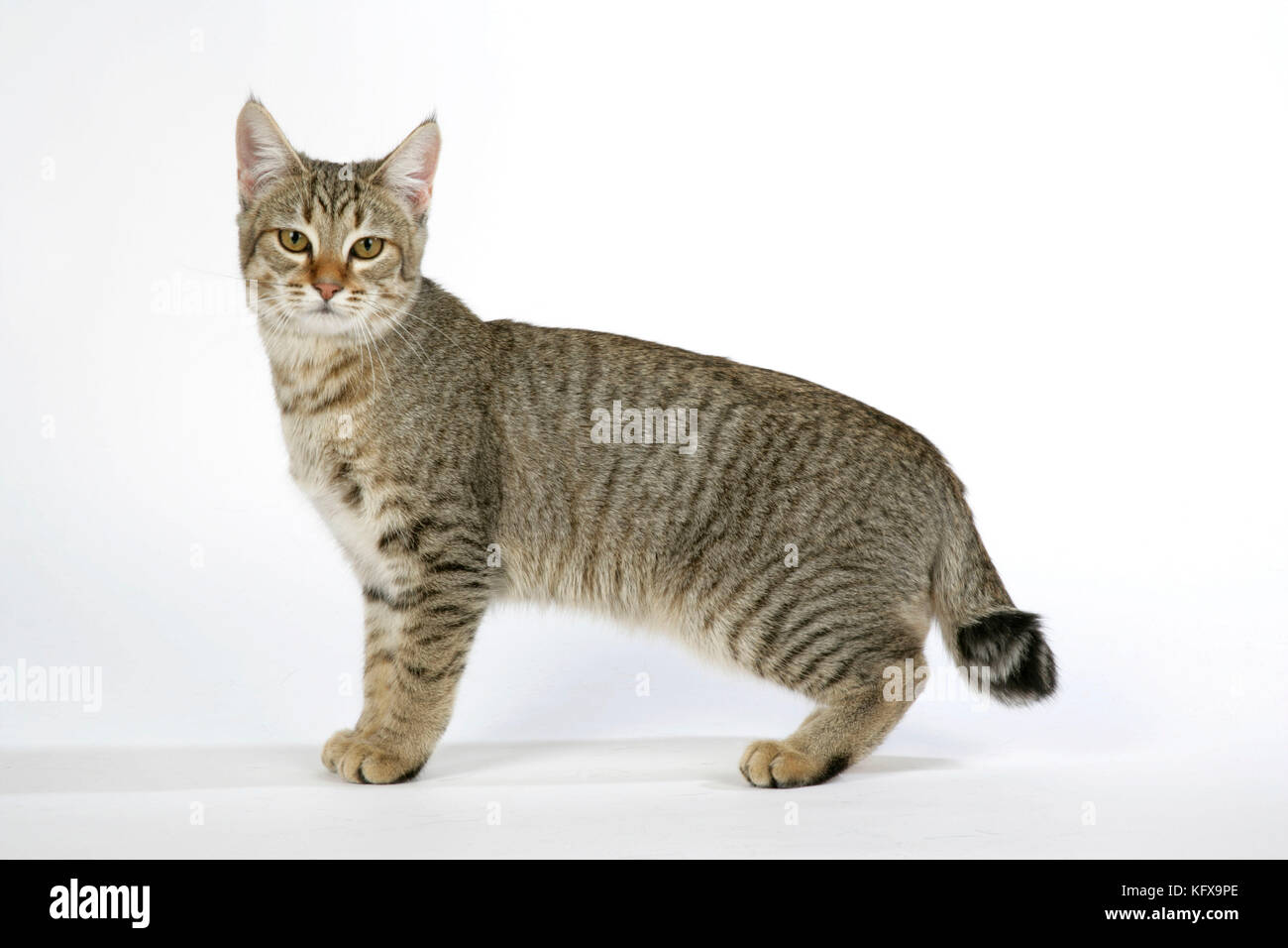 Chat - Pixie-Bob Banque D'Images