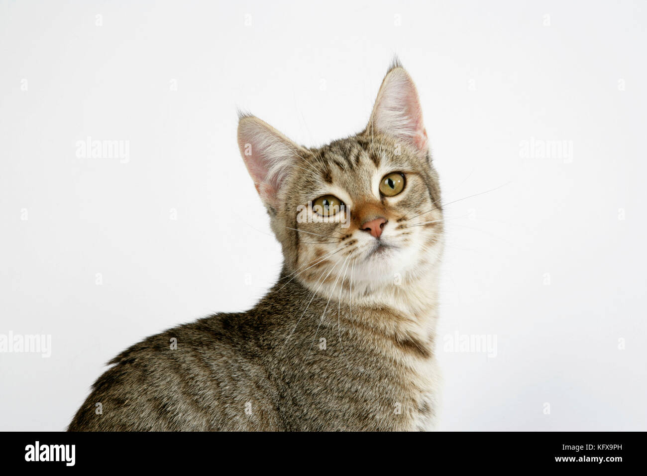 Chat - Pixie-Bob Banque D'Images