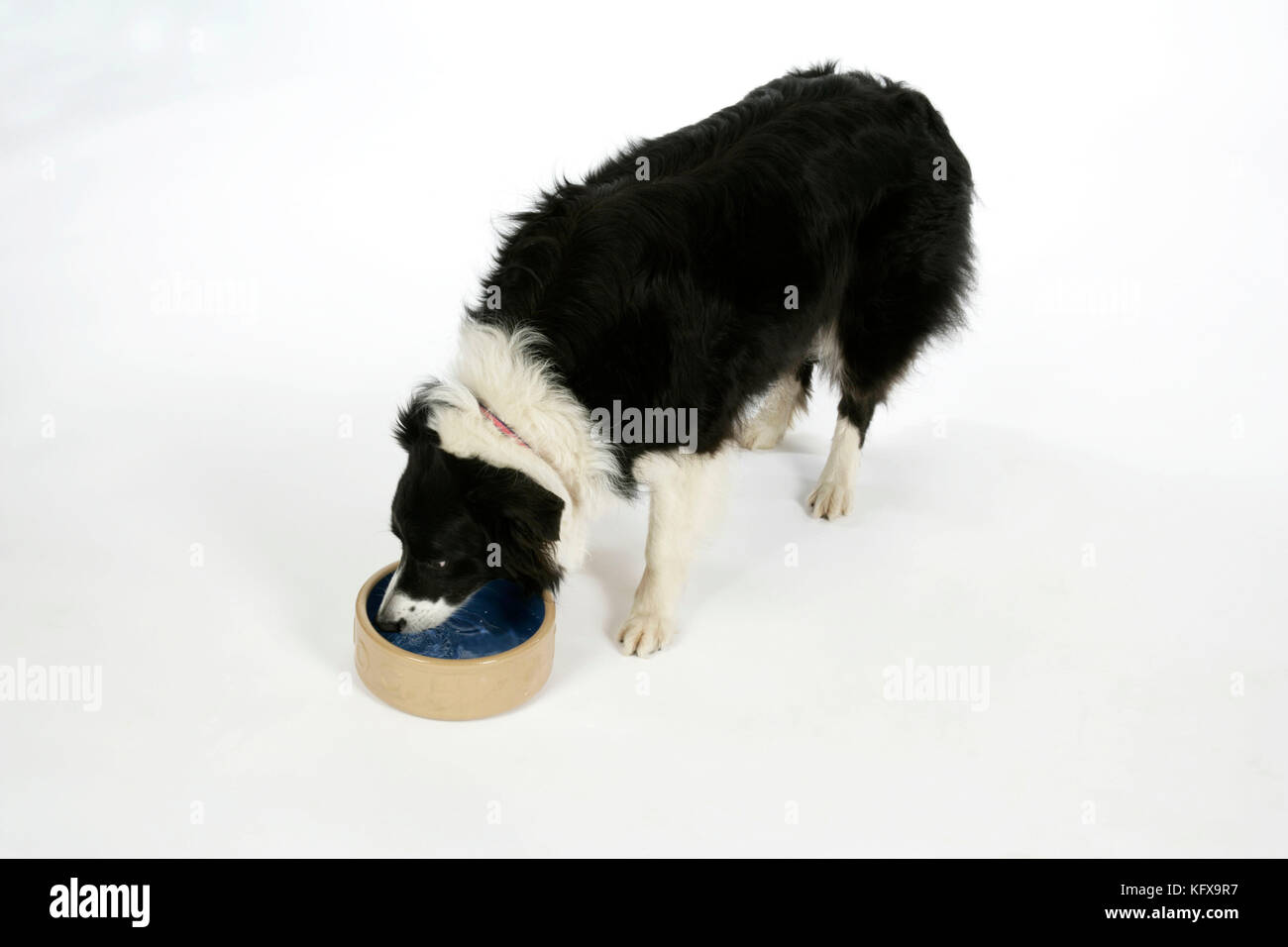CHIEN - Border Collie eau potable d'un bol Banque D'Images