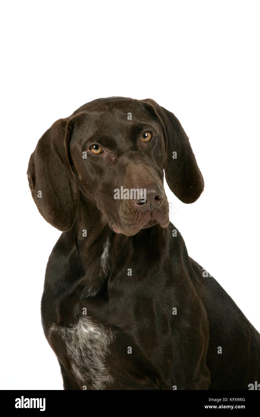 CHIEN - pointeur court allemand Banque D'Images