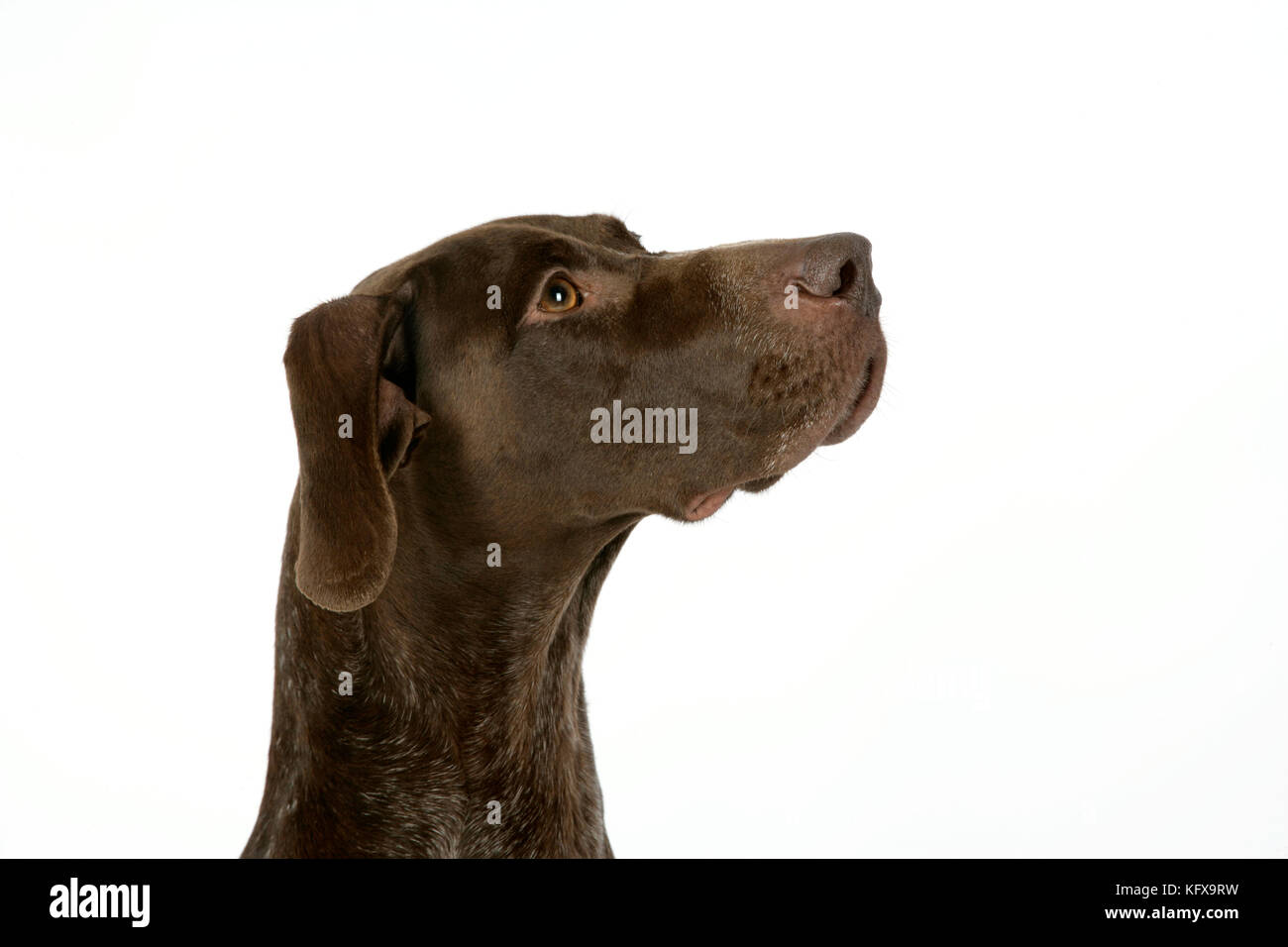 CHIEN. Pointeur court-circuité allemand Banque D'Images