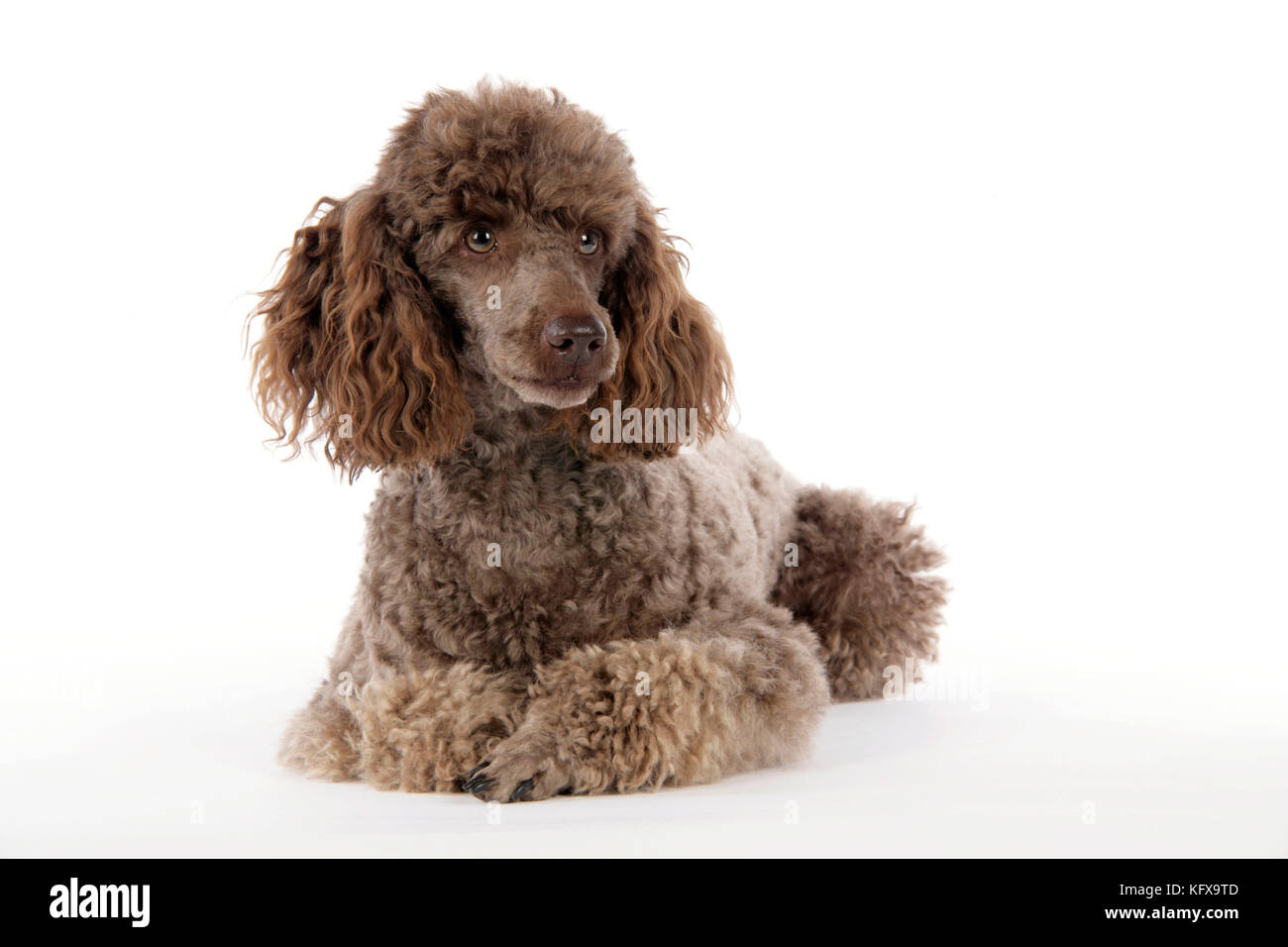 CHIEN. Coolette miniature marron couchée Banque D'Images