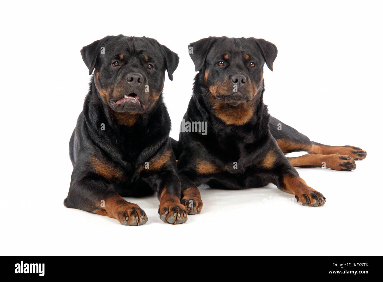 CHIEN. Deux rottweilers couchés Banque D'Images