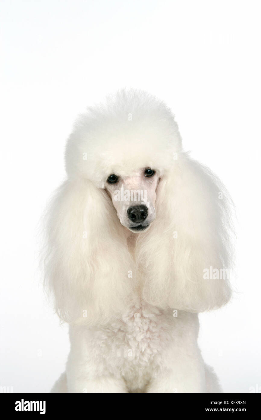 CHIEN - Poodle miniature Banque D'Images
