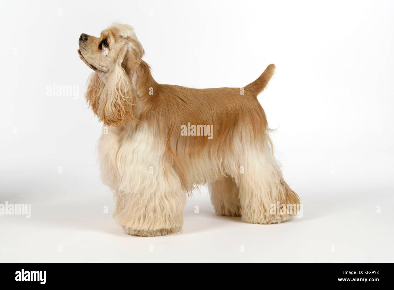 Silver dog Banque de photographies et d'images à haute résolution - Alamy