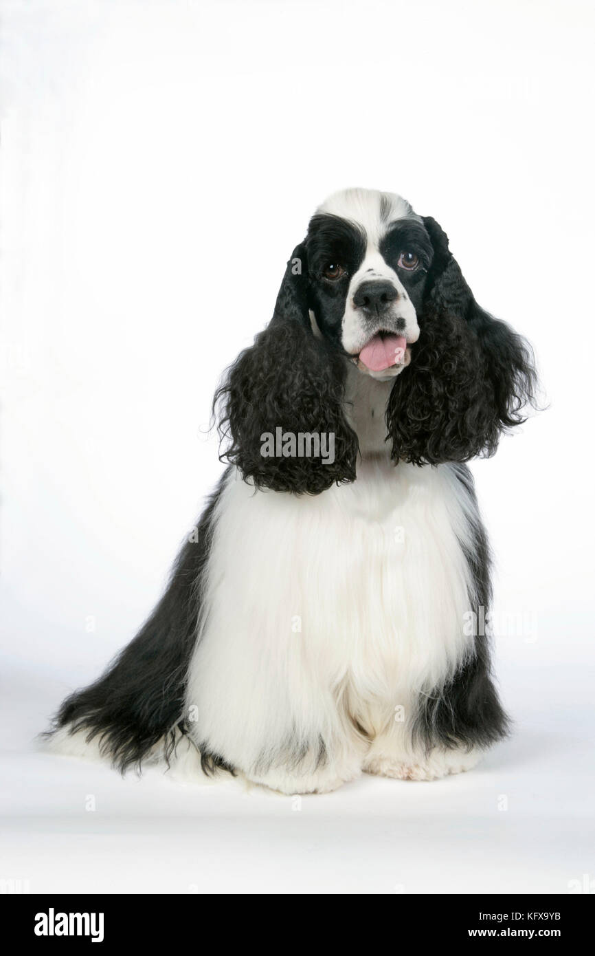 CHIEN. Épagneul américain noir et blanc Banque D'Images