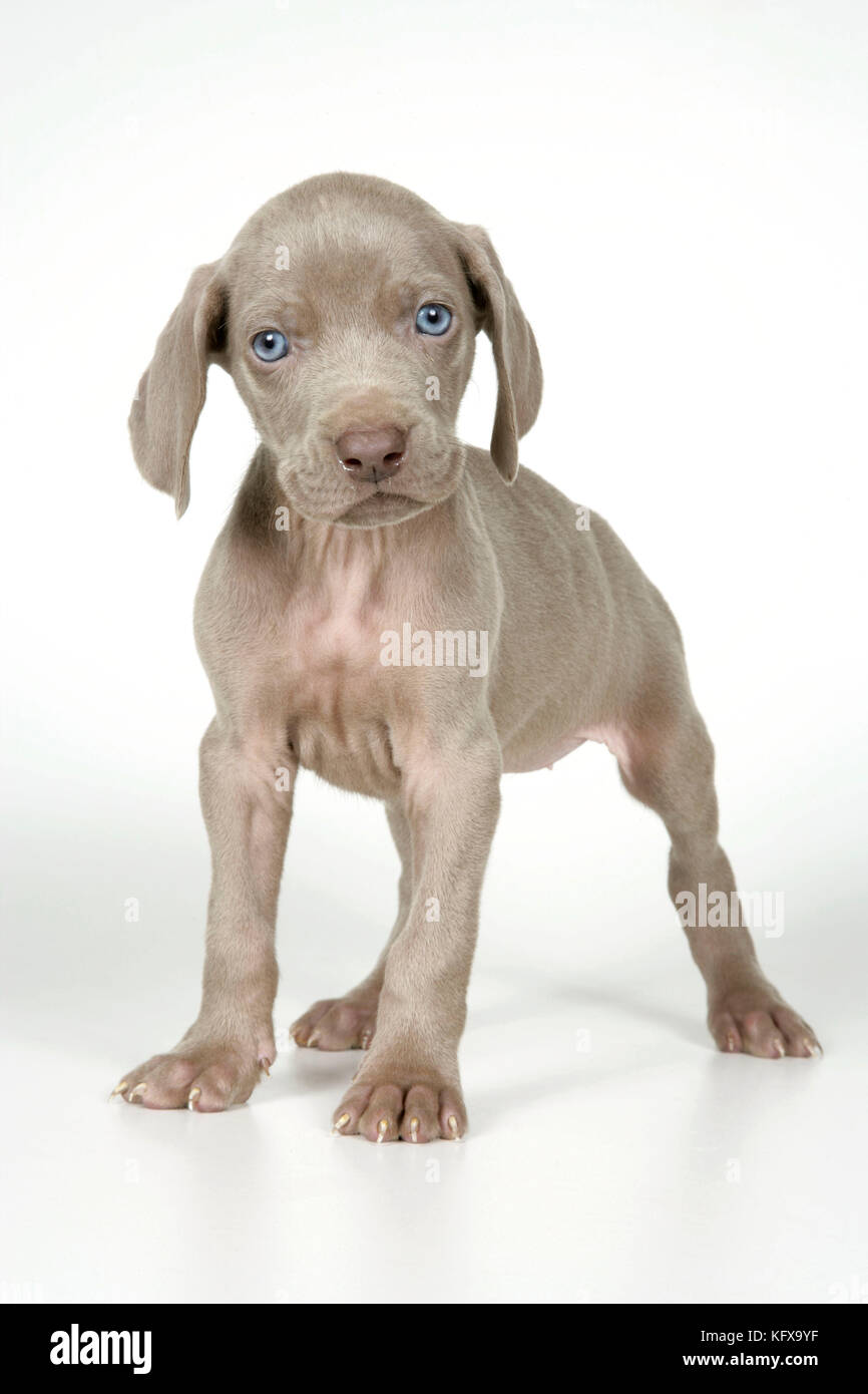 CHIEN. Weimaraner debout Banque D'Images