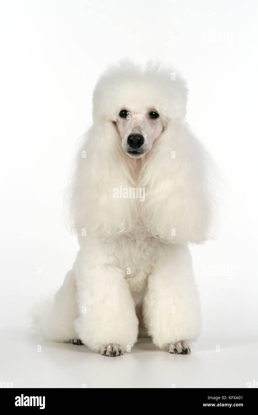 CHIEN. Mini-coolé Banque D'Images