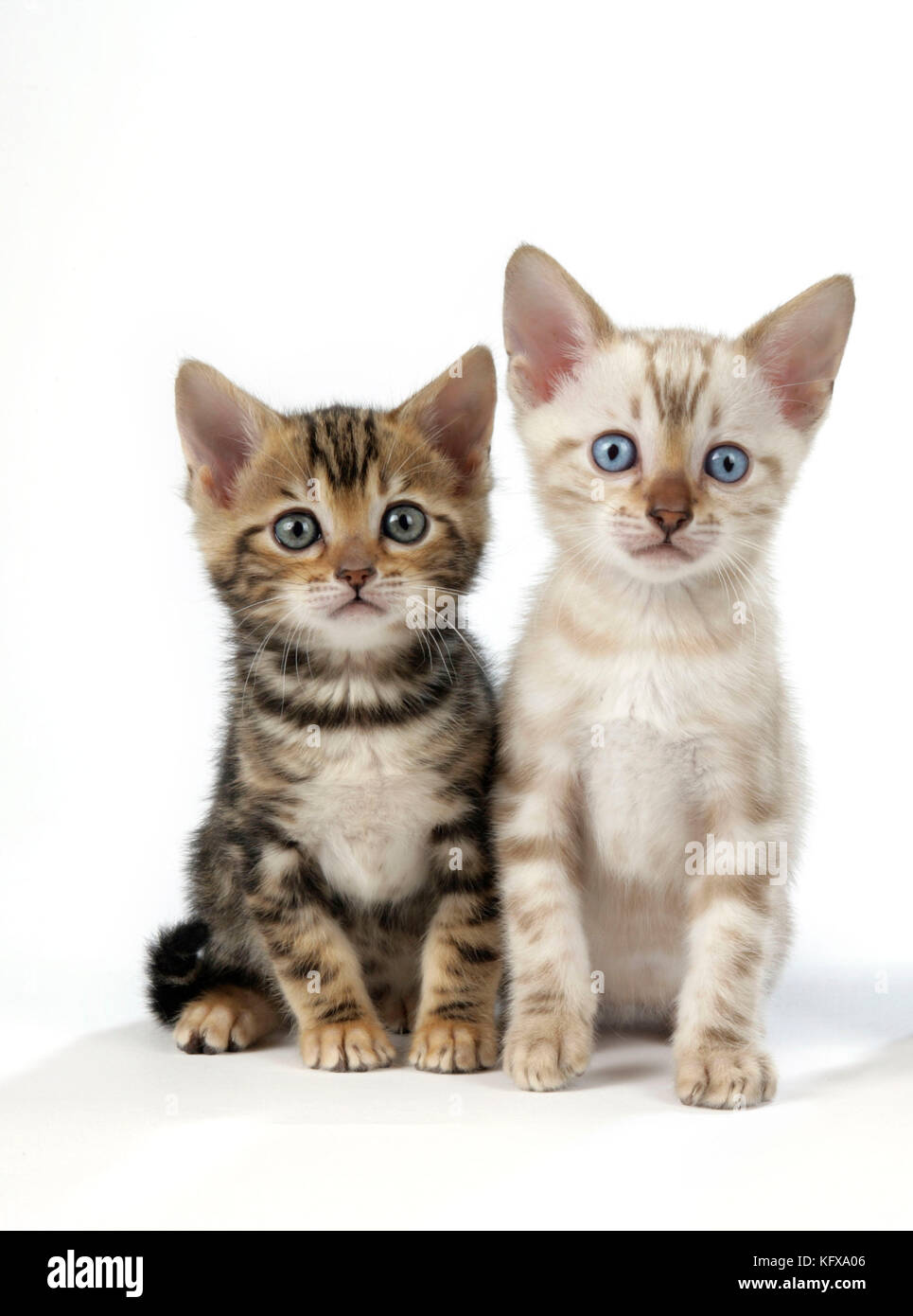 CAT. Chatons Bengale à yeux bleus et marbres neige - 6 semaines Banque D'Images