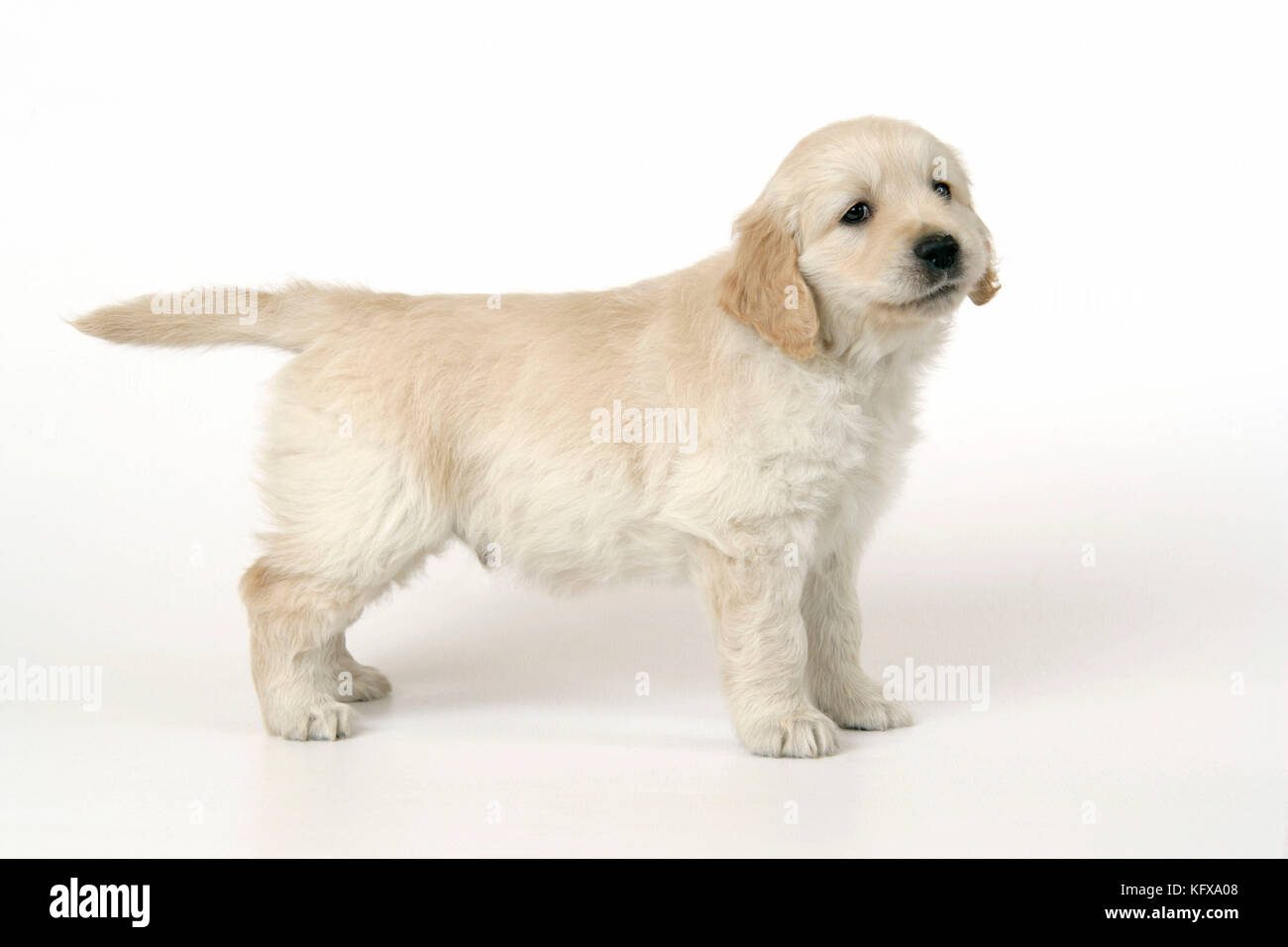 Chien. Golden Retriever Puppy (6 semaines) Banque D'Images