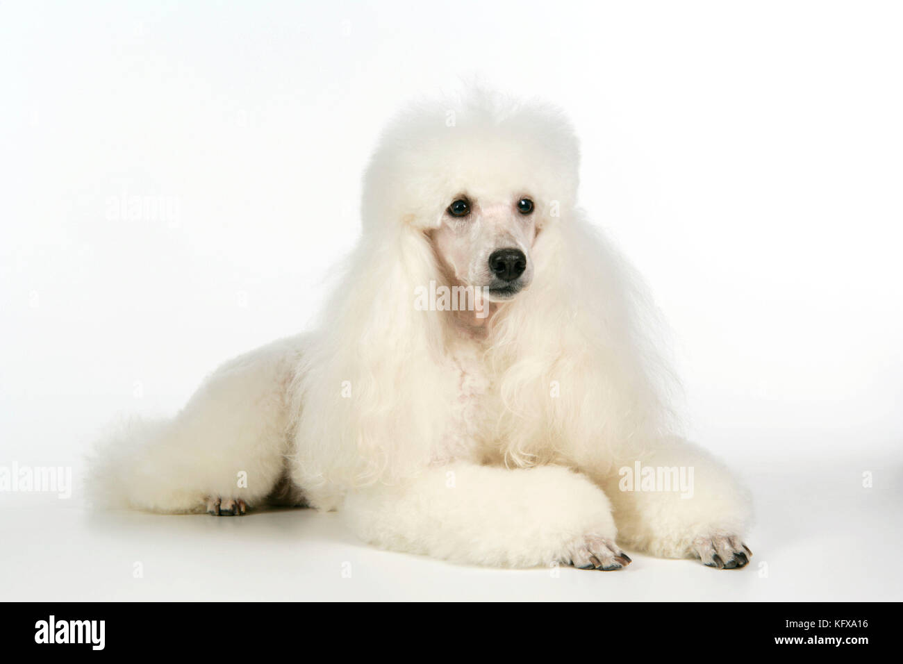 CHIEN. Mini-coolé Banque D'Images