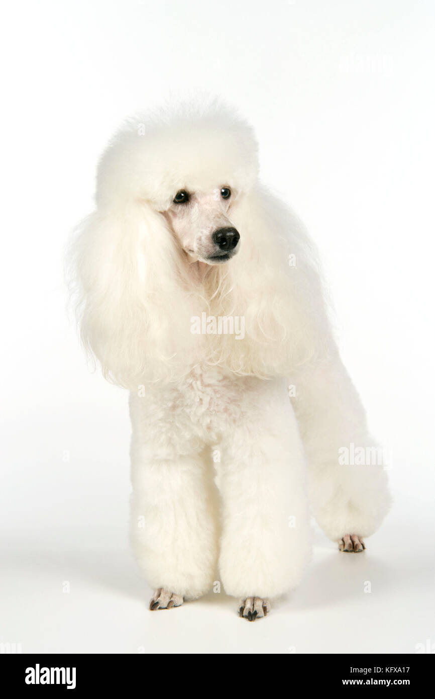 Chien miniature Banque D'Images