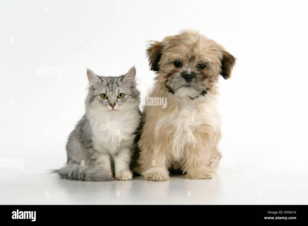 CHAT ET CHIEN. Tiffanie avec Lhassa Apso croiser chiot Banque D'Images