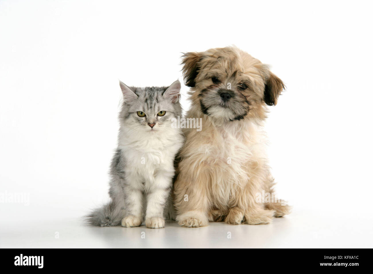 CHAT ET CHIEN. Tiffanie avec Lhassa Apso croiser chiot Banque D'Images