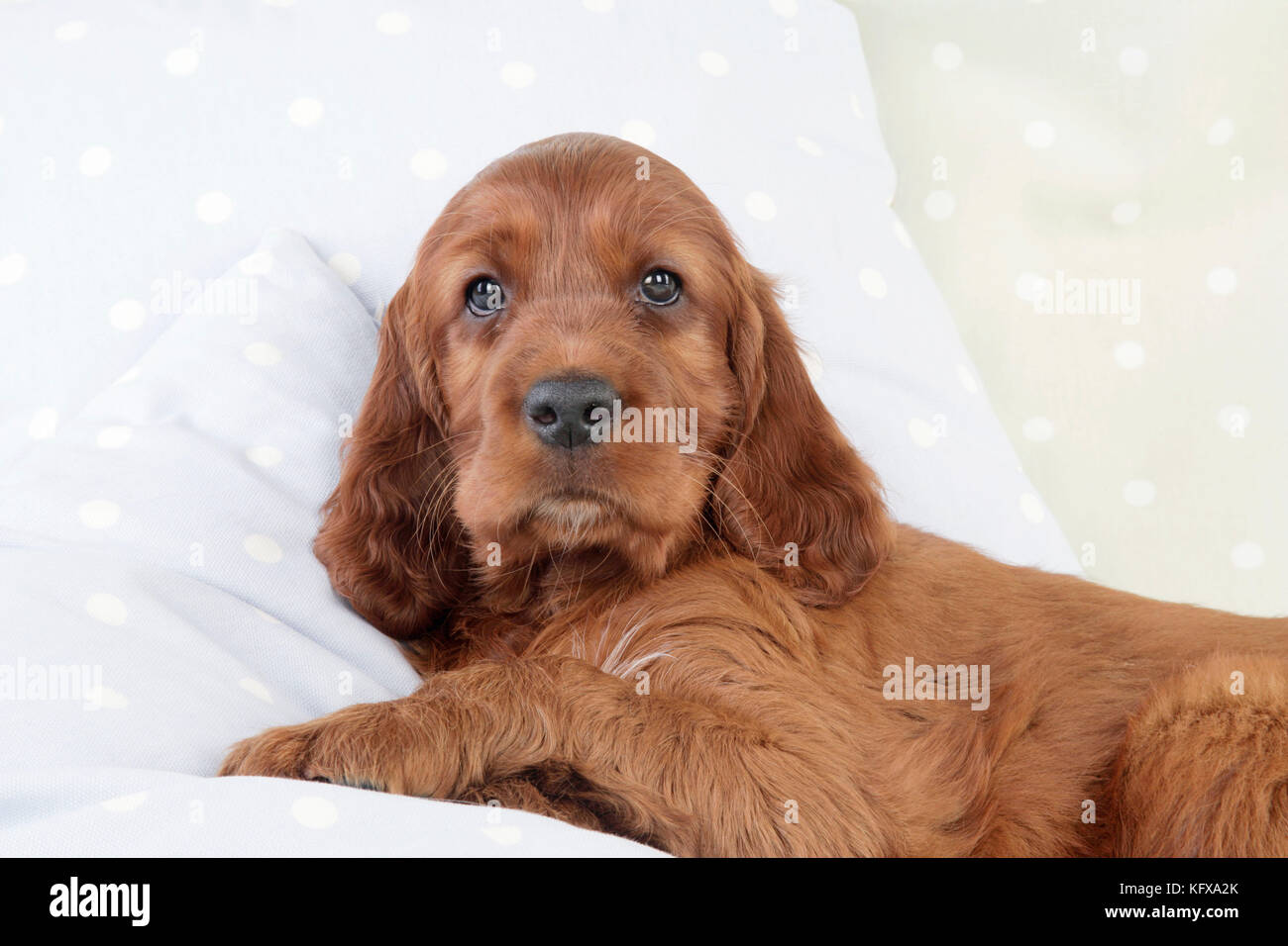 Chien - Setter irlandais - chiot allongé sur un oreiller Banque D'Images
