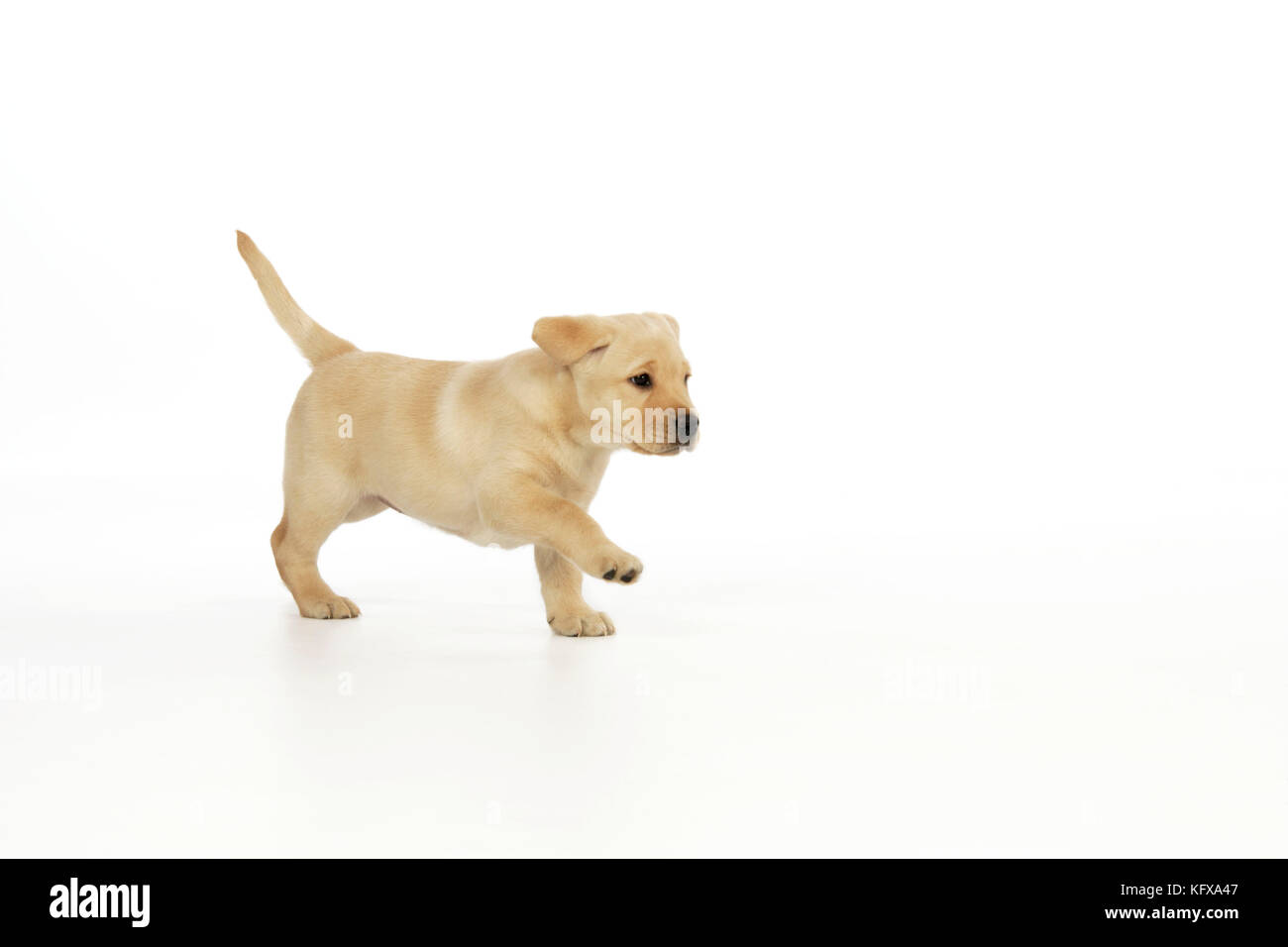Chien. chiot labrador de 8 semaines Banque D'Images