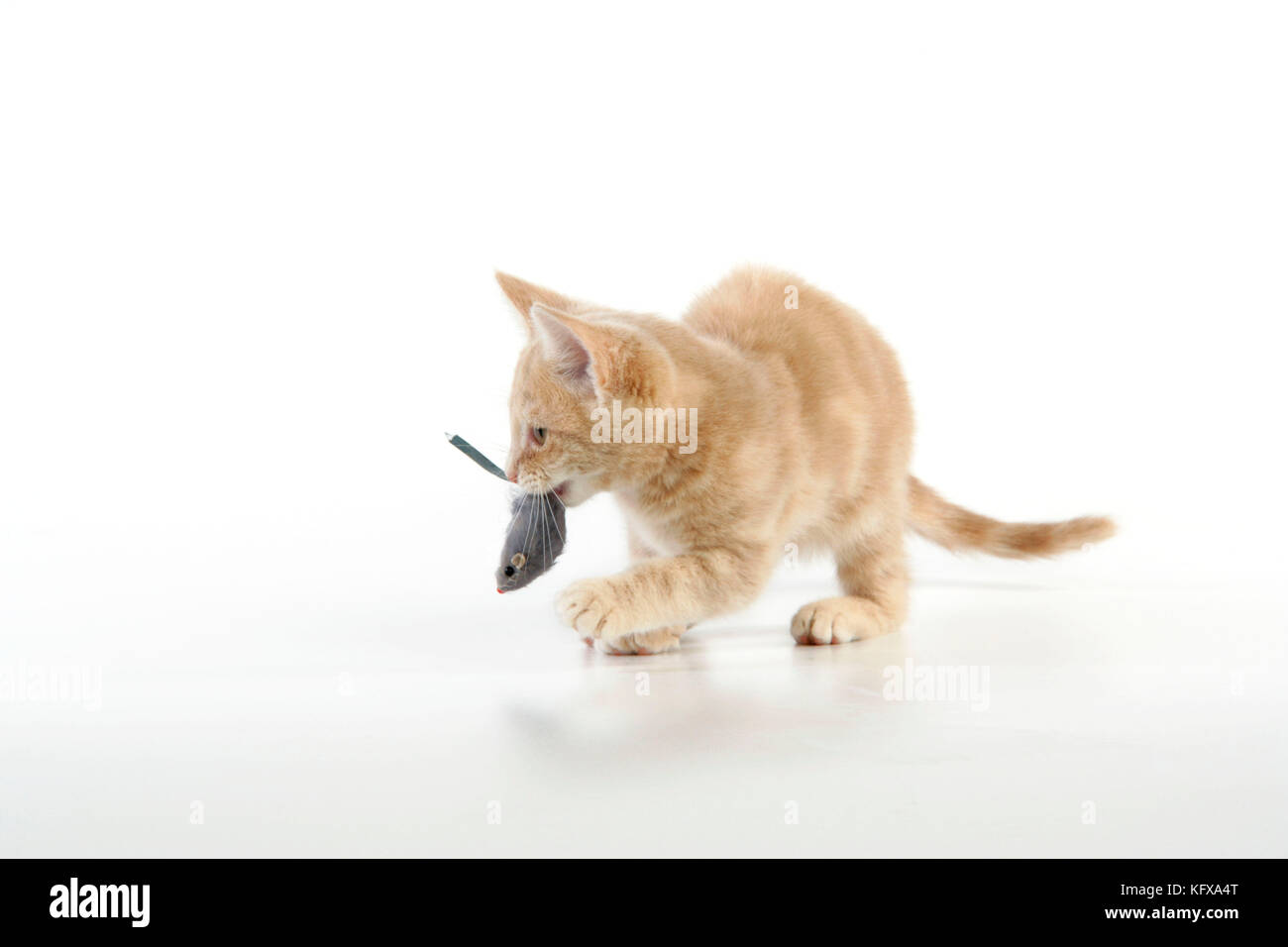 CAT. un chaton de tabby de crème jouant avec une souris de jouet Banque D'Images