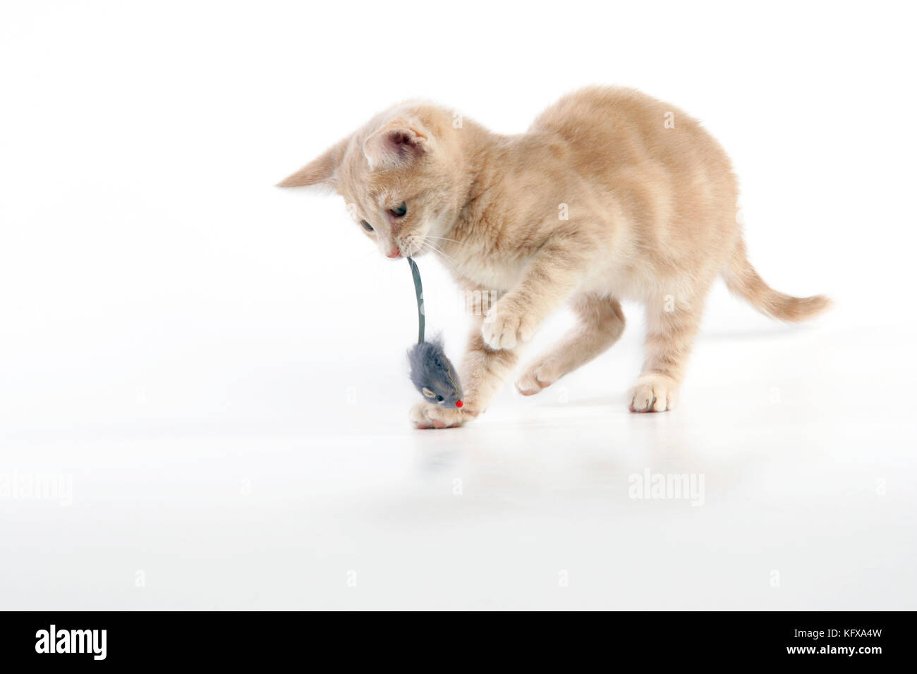 CAT. un chaton de tabby de crème jouant avec une souris de jouet Banque D'Images