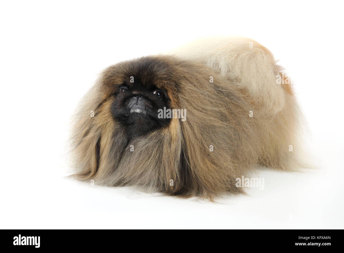 Chien Mignon Petit Canard également Connu Sous Le Nom De