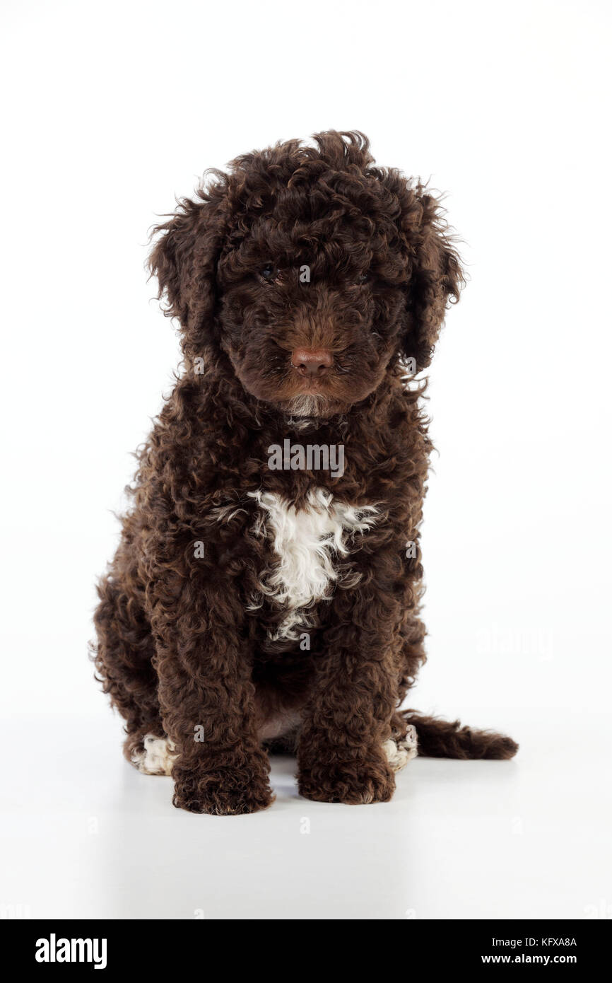 CHIEN. Chien d'eau espagnol chiot assis Banque D'Images
