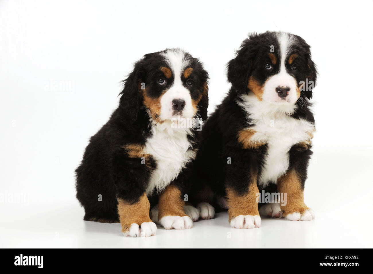 CHIEN. Chiots de montagne bernois assis ensemble. Également connu sous le nom de Berner Sennenhund. Banque D'Images
