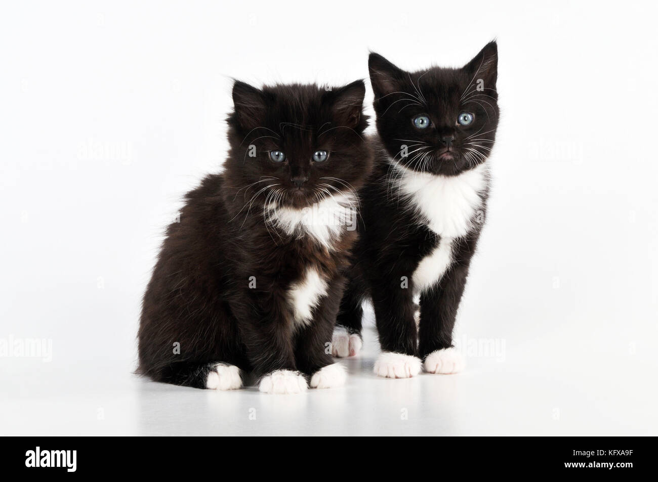 CAT. Chaton assis à côté de chaton debout Banque D'Images