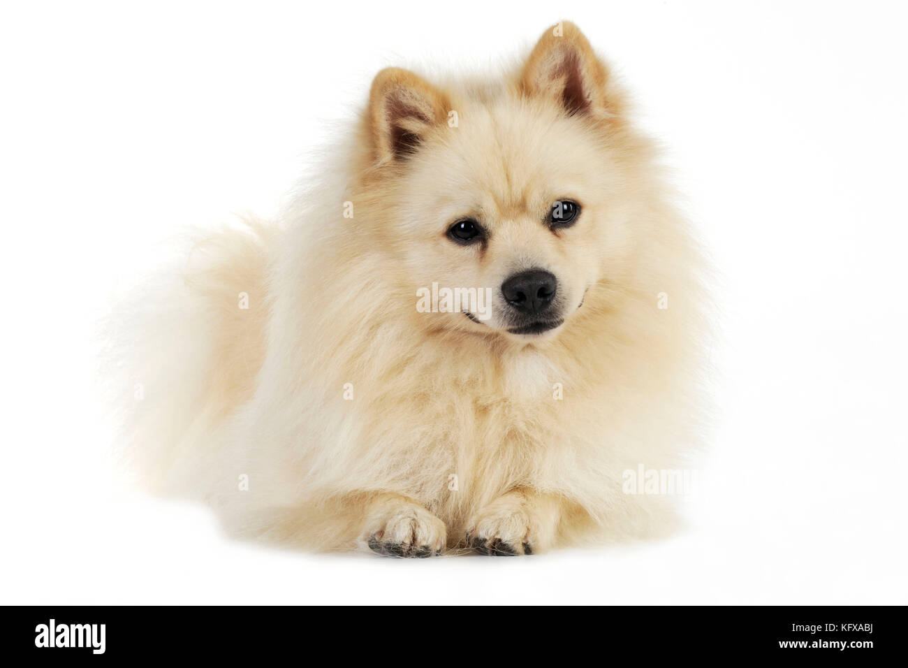 CHIEN. Mittel allemand Spitz. Également connu sous le nom de Deutscher Mittel Spitz. Banque D'Images