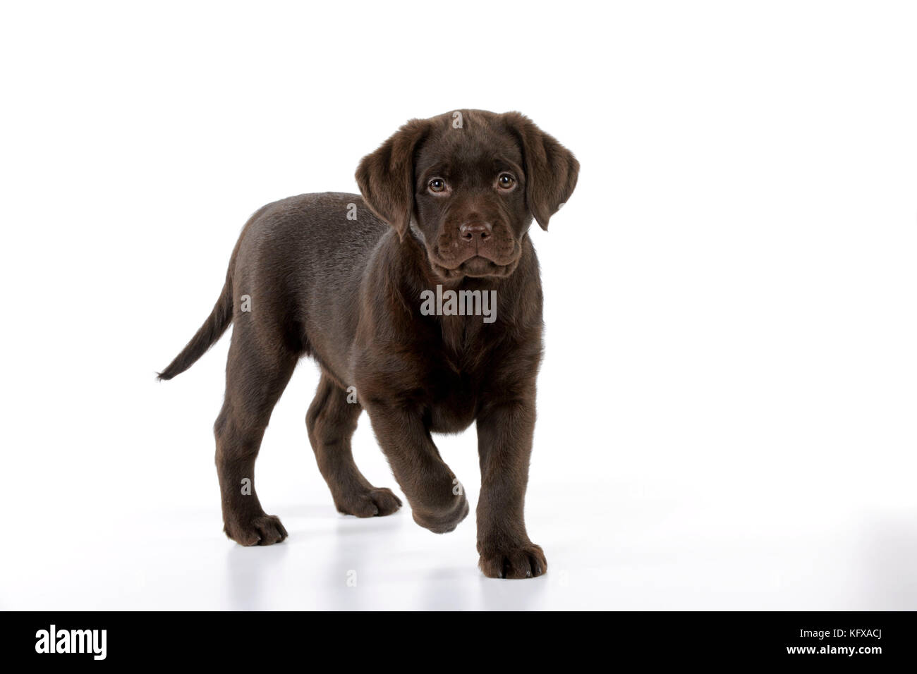 Chien - chiot Labrador au chocolat Banque D'Images
