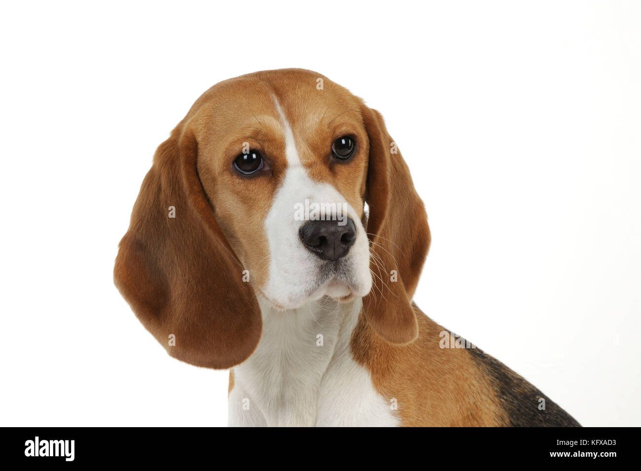 Chien - Beagle - assis Banque D'Images