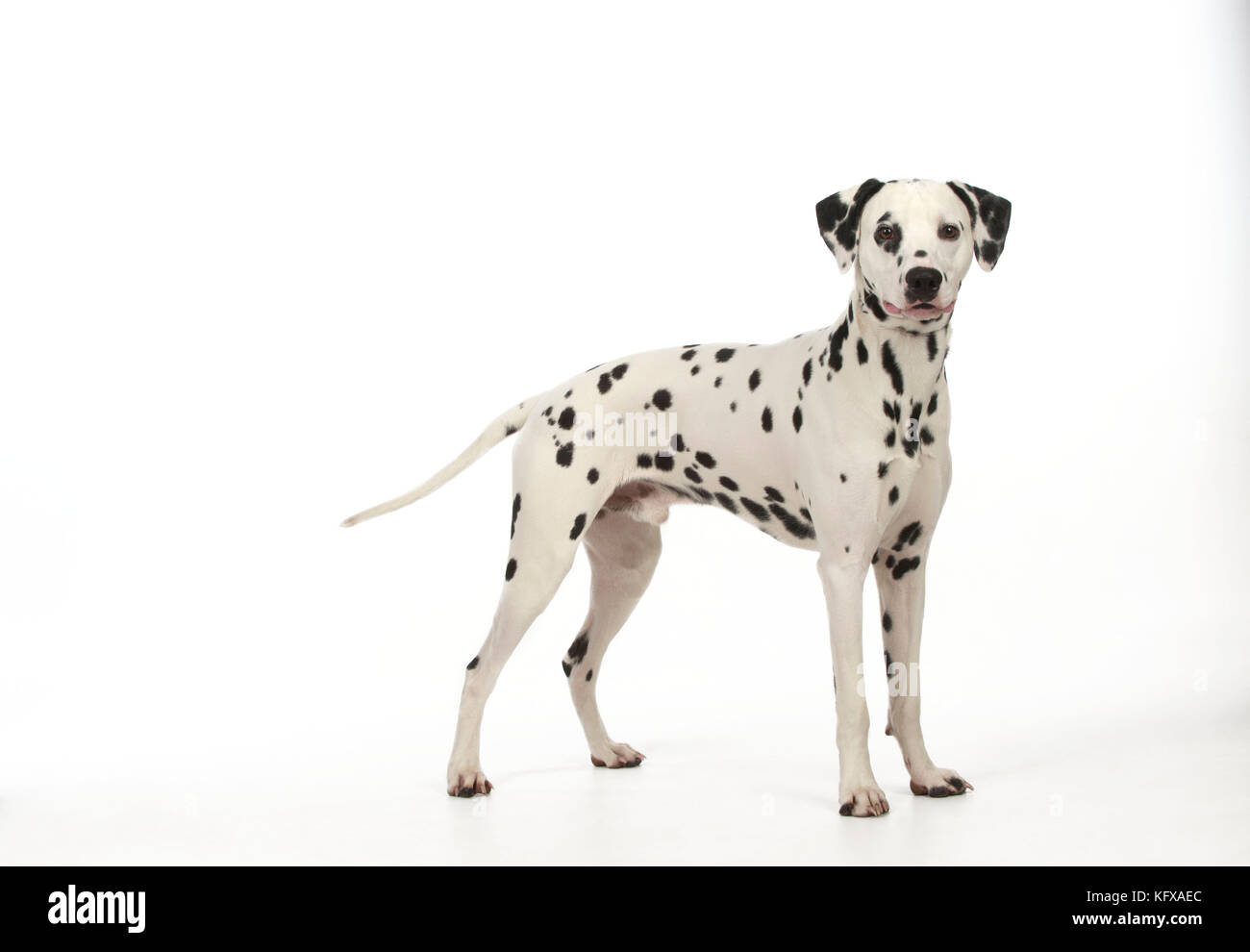 CHIEN - Dalmatien debout Banque D'Images