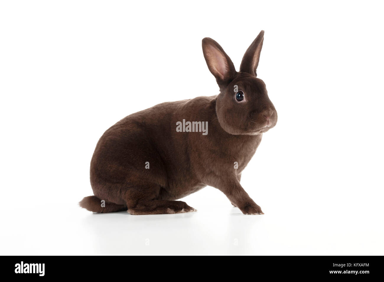 LAPIN - Mini havana rex Banque D'Images