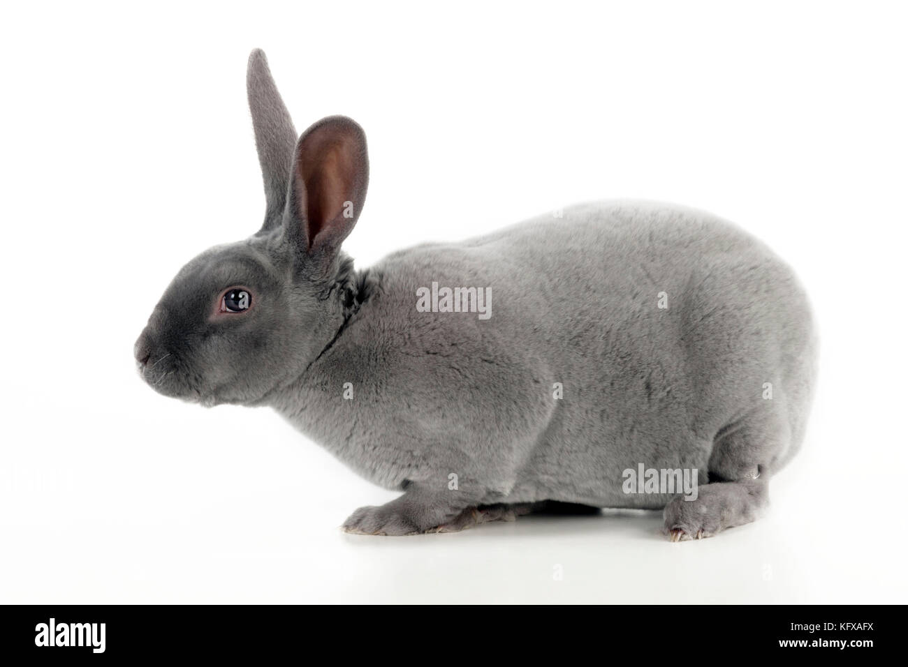 LAPIN - Blue rex Banque D'Images