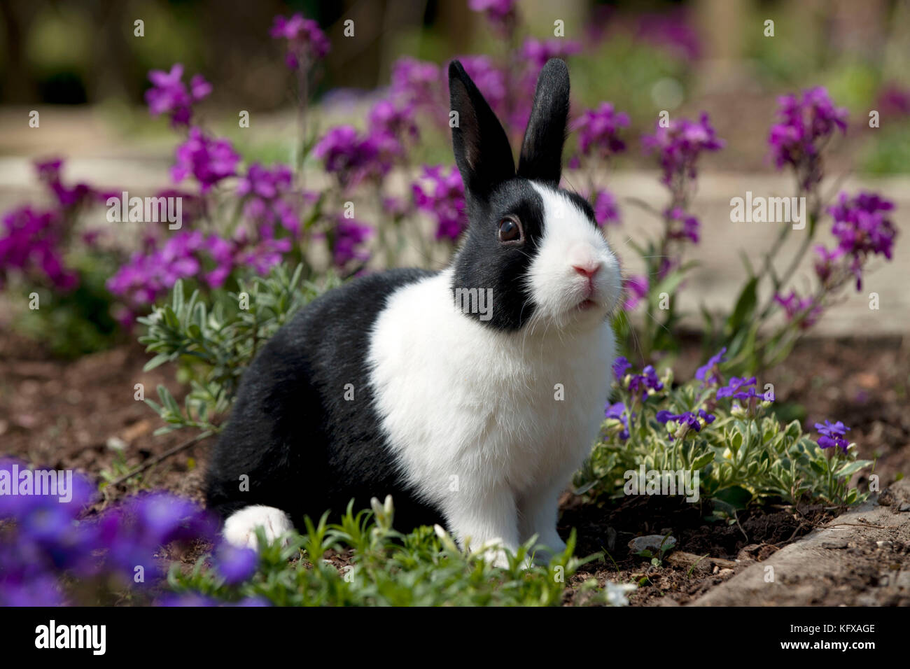 LAPIN - lapin hollandais. assis dans un lit à fleurs. Banque D'Images