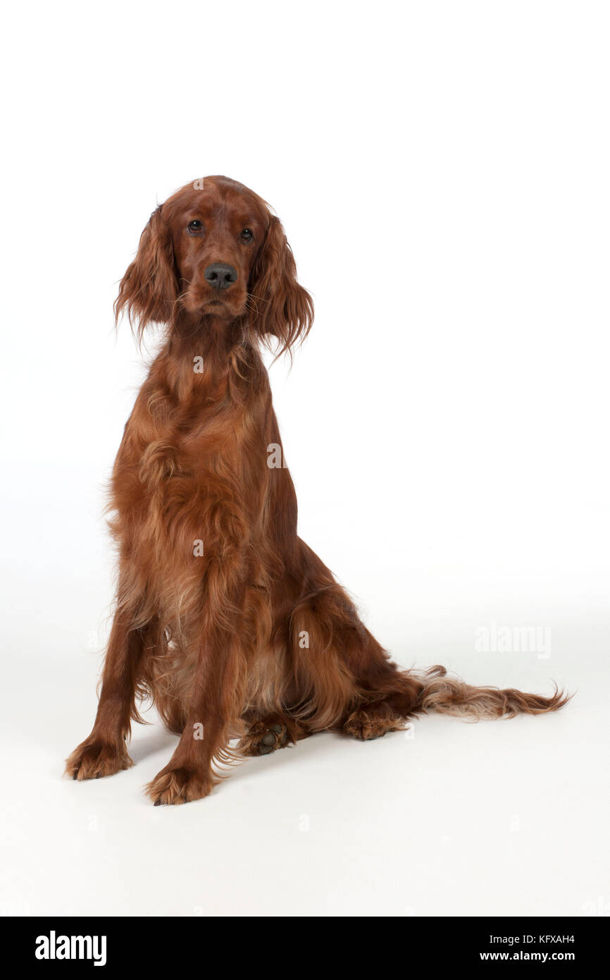 CHIEN - Irish setter assis . Banque D'Images