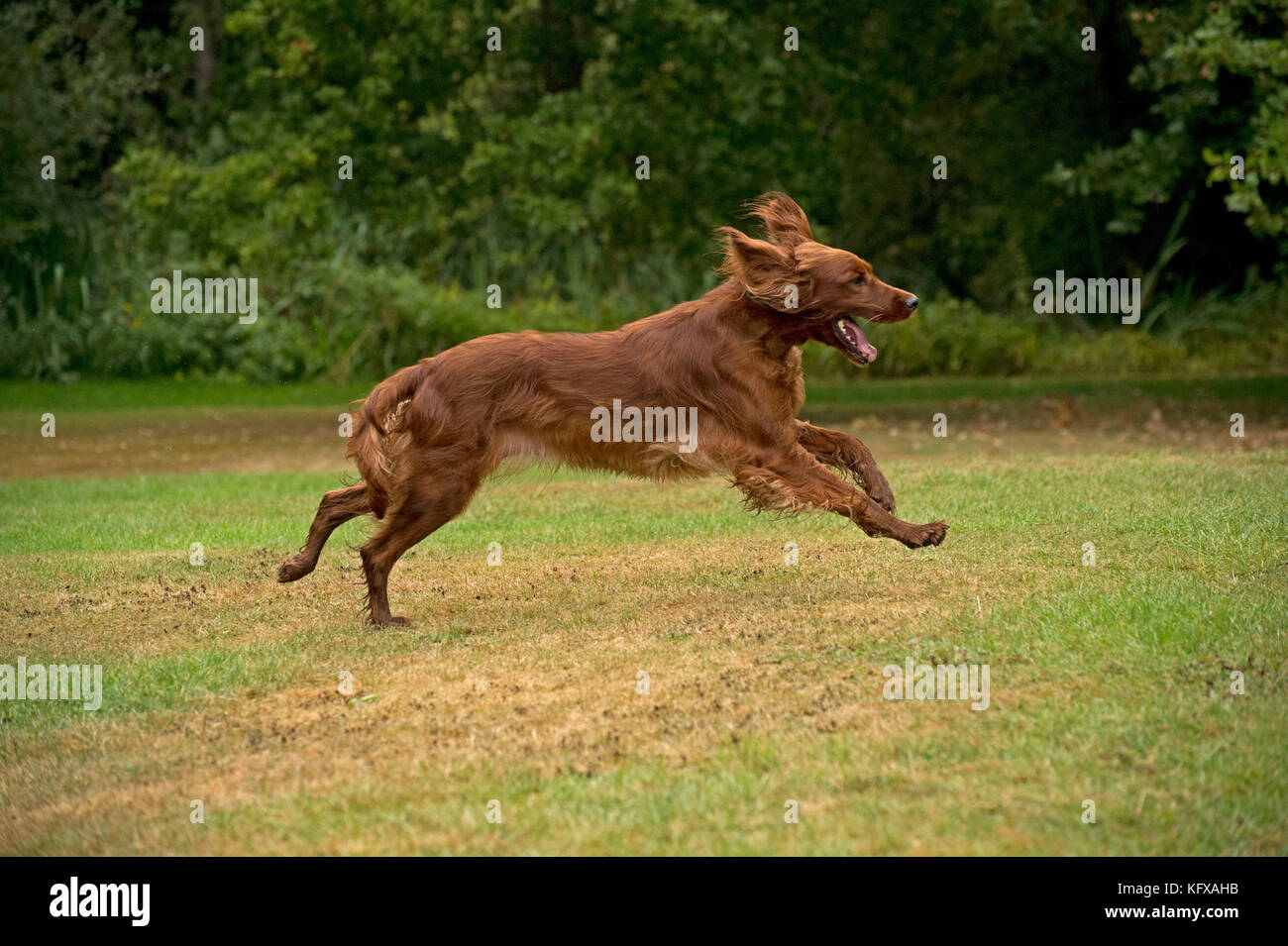CHIEN - Irish setter en cours . Banque D'Images