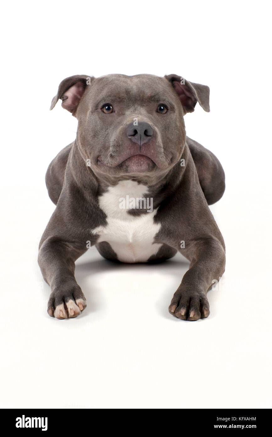 Chien - Staffordshire Bull Terrier pose Banque D'Images