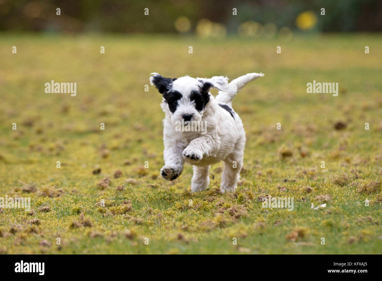 Chien - Cockerpoo noir et blanc 7 semaines chiot courant Banque D'Images