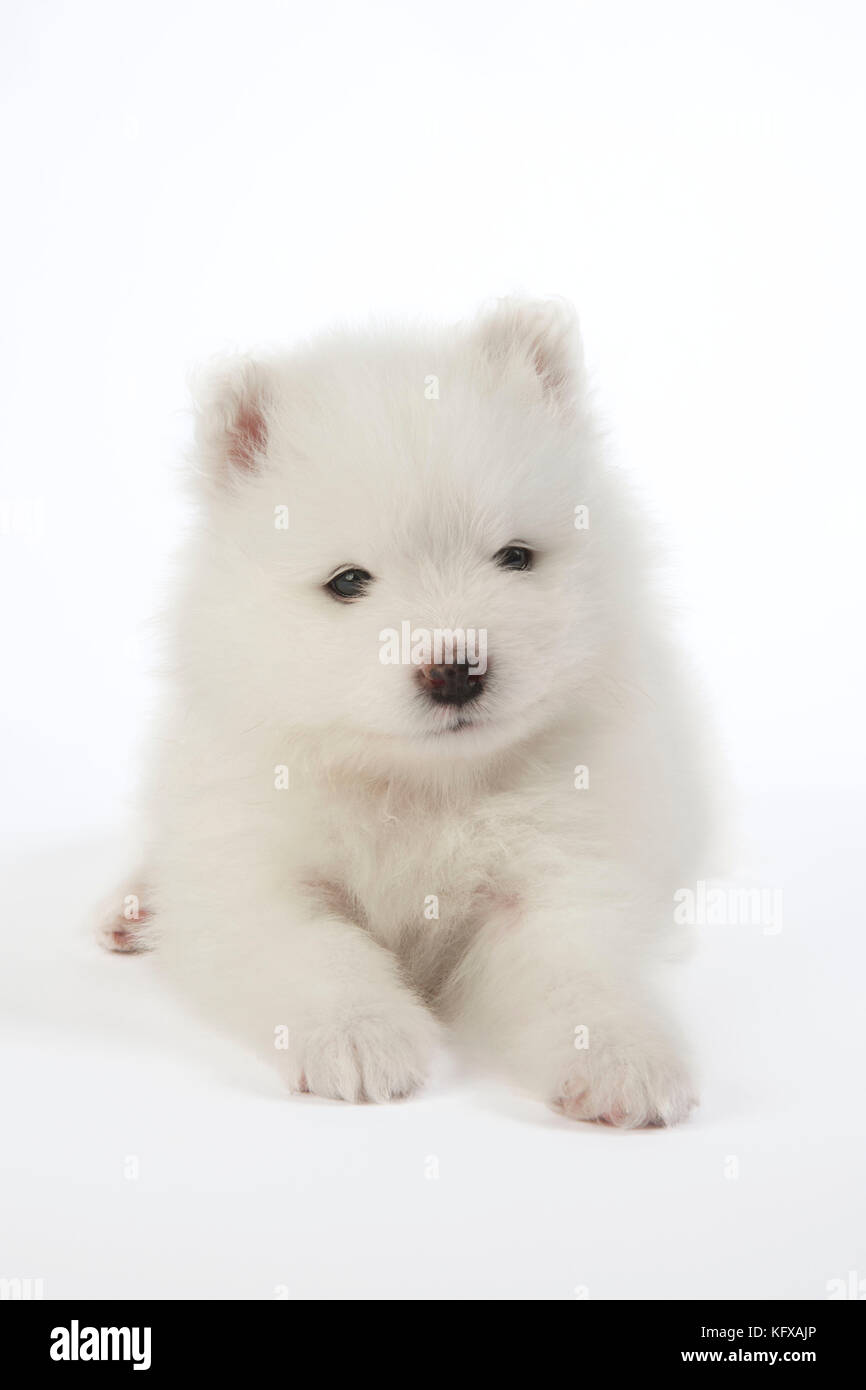 Chien Samoyed chiot de 5 semaines Banque D'Images