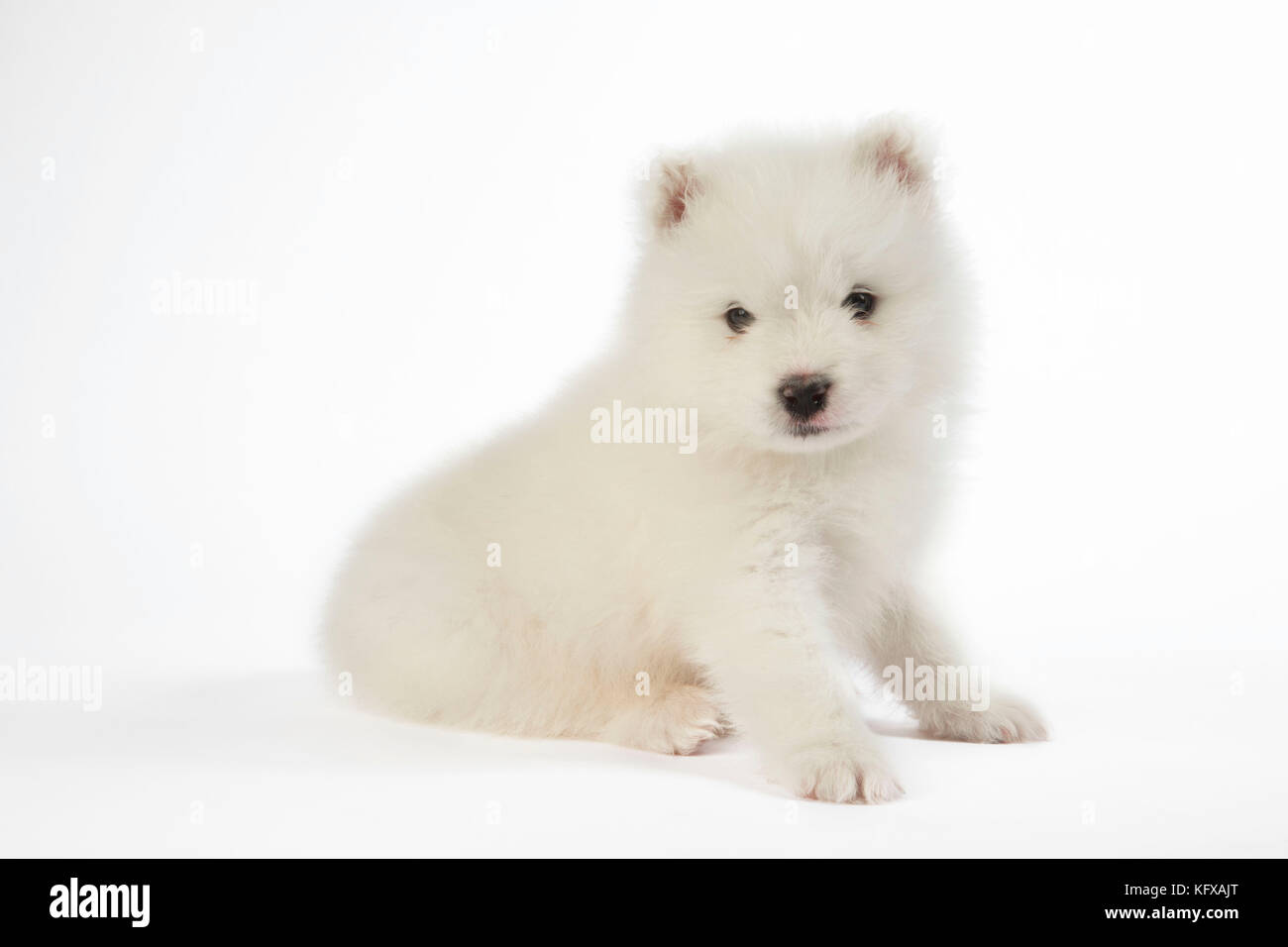 Chien Samoyed chiot de 5 semaines Banque D'Images