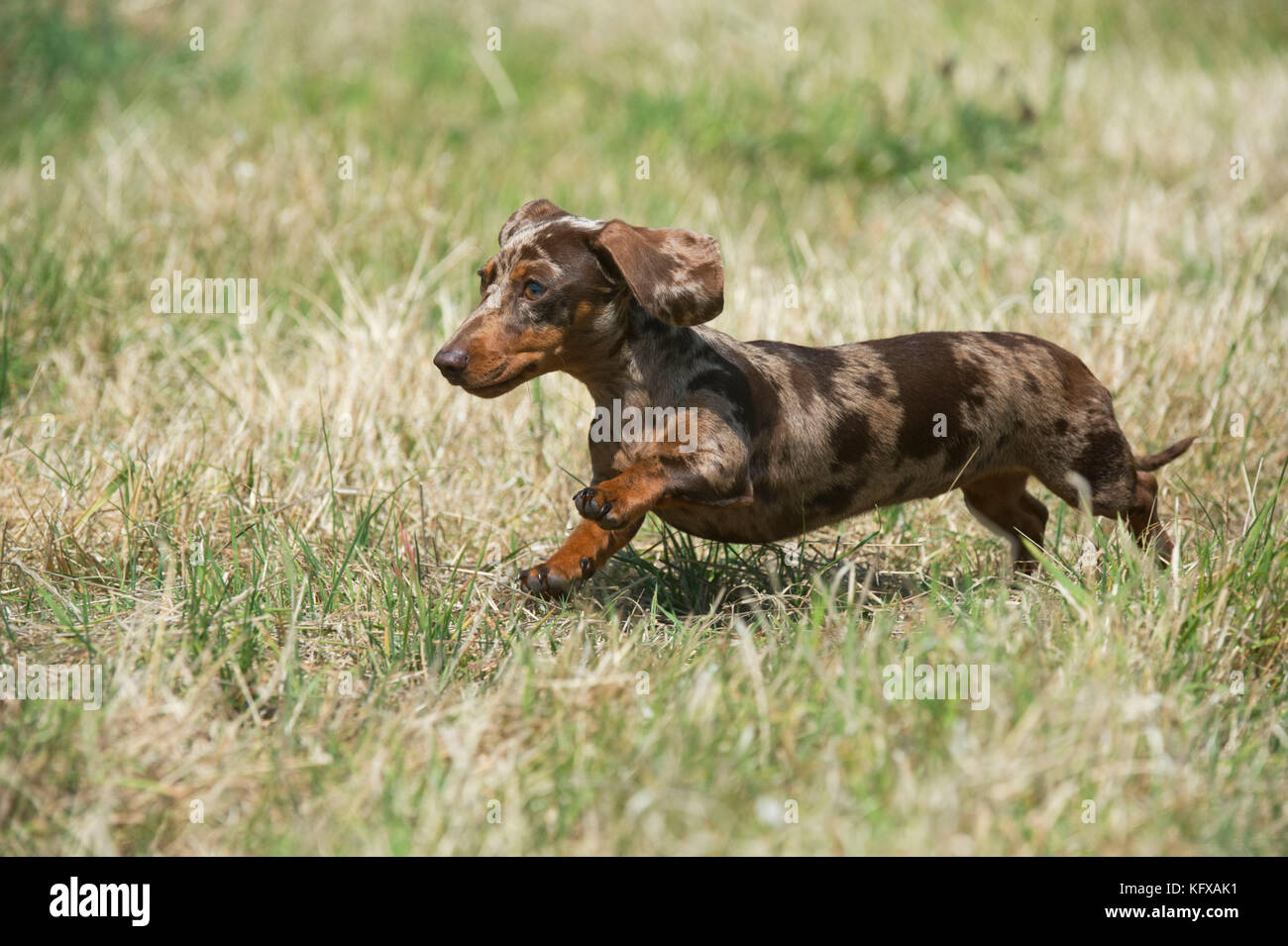 Chien - Mini-Dachshunds - course fluide dans un champ Banque D'Images
