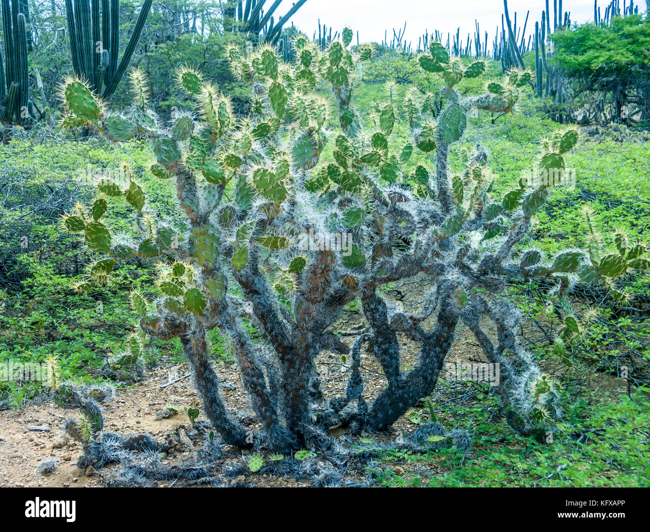 Cactus dans le désert à Bonaire national park tôt le matin Banque D'Images