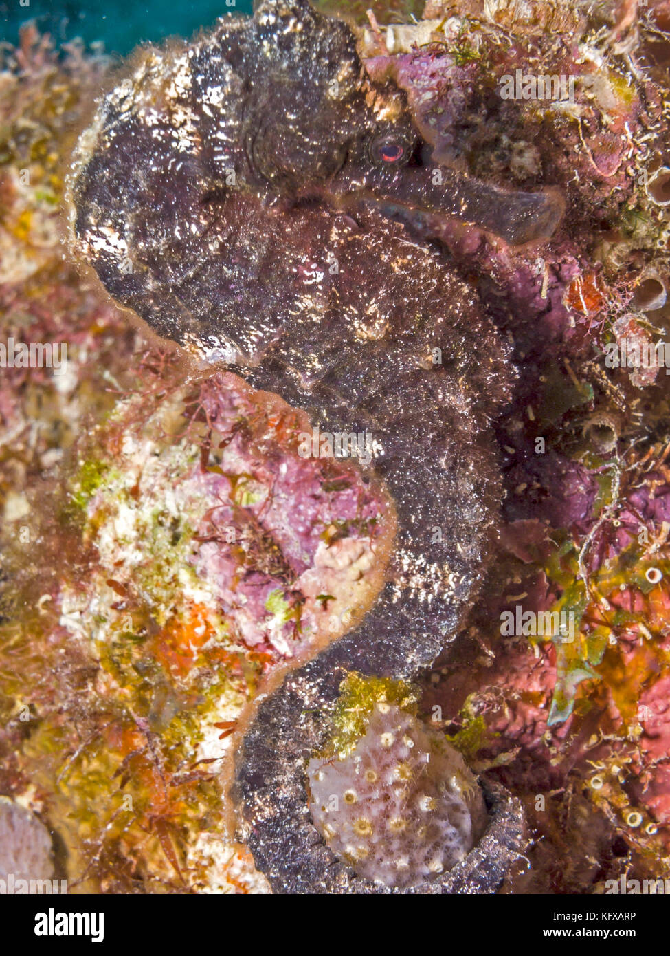 Hippocampes Hippocampus erectus,doublée, dans le nord de l'hippocampe hippocampe ou tachetée est une espèce de poisson qui appartient à la famil syngnathidae Banque D'Images