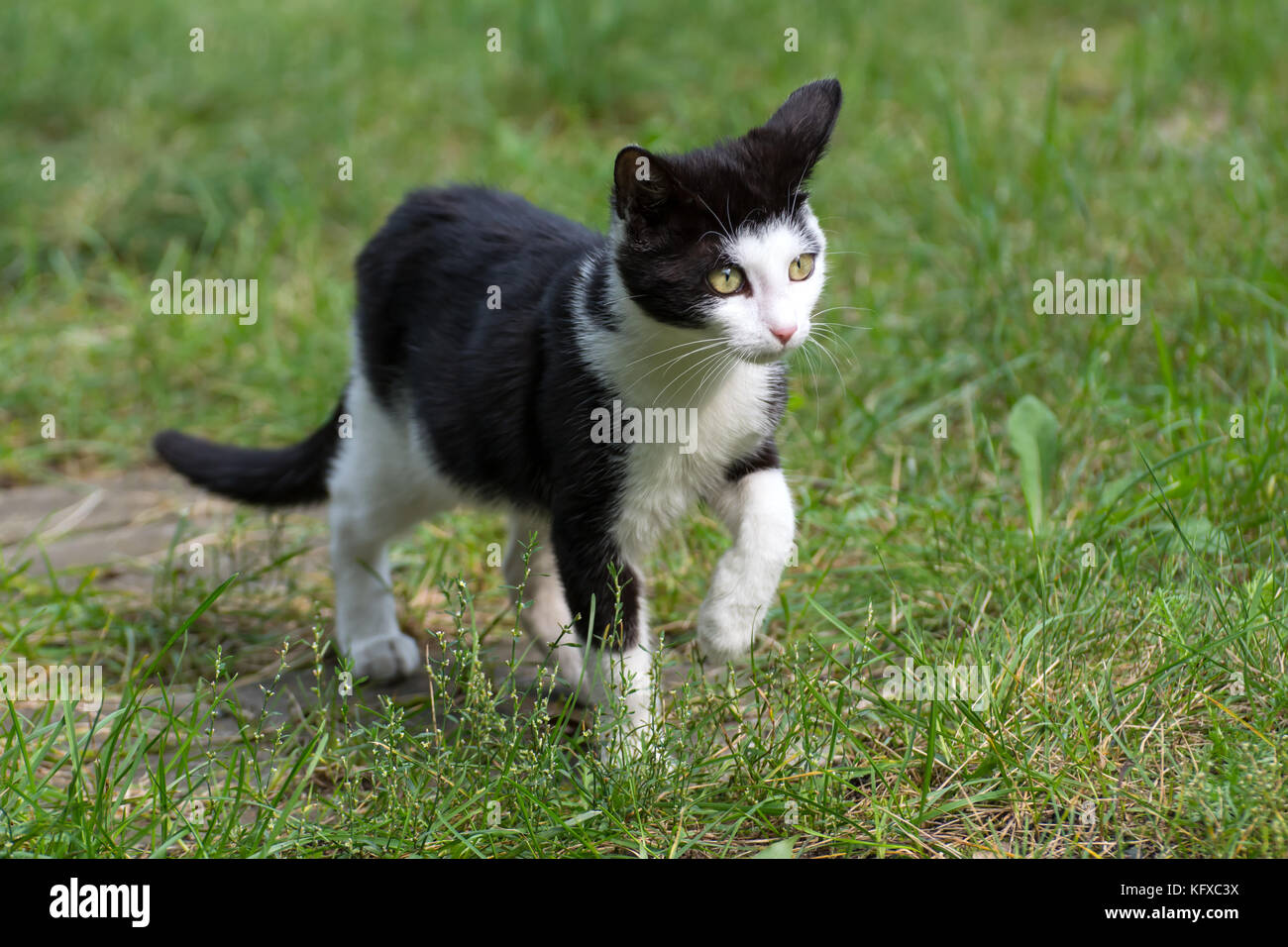 Beau chaton noir et blanc marche sur l'herbe Banque D'Images