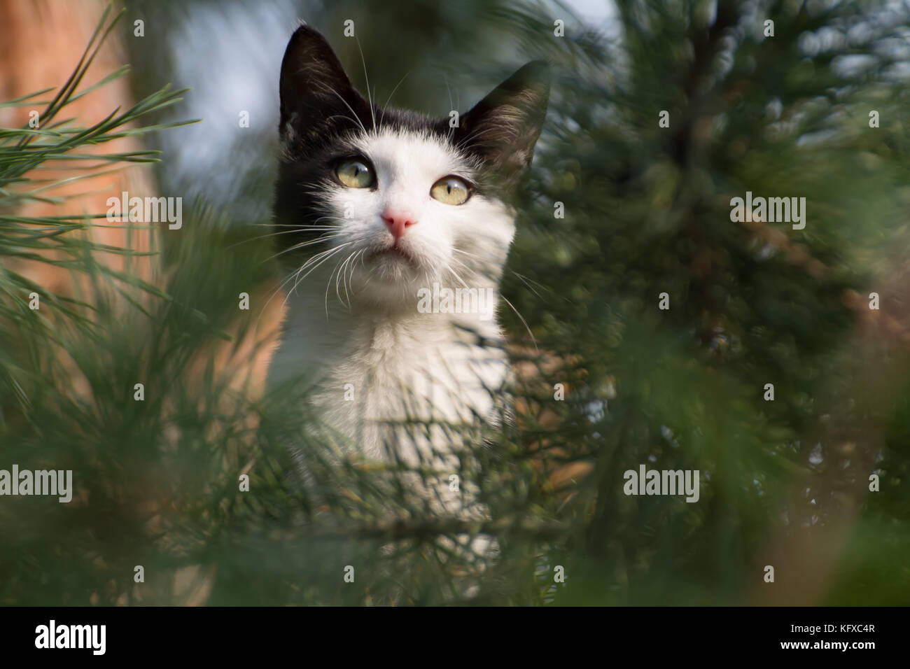 Chat noir et blanc en hauteur sur un pin, à la recherche pour les oiseaux Banque D'Images