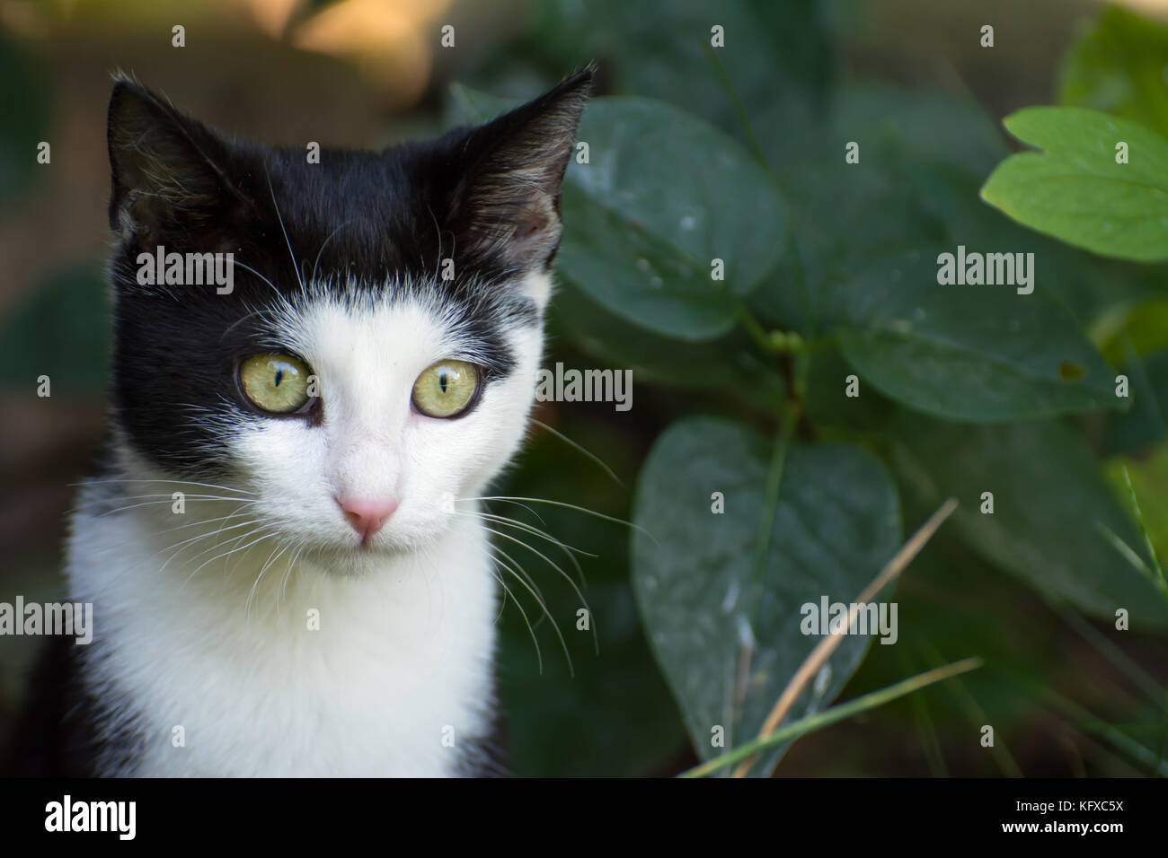 Portrait de chat noir et blanc avec des feuilles en arrière-plan Banque D'Images