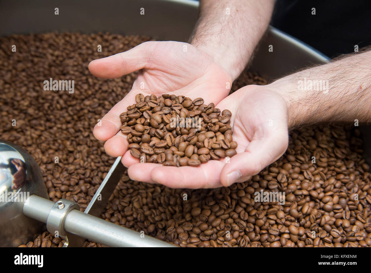 Les grains de café qui se tient dans la paume des deux mains sur le point d'être la masse. Banque D'Images