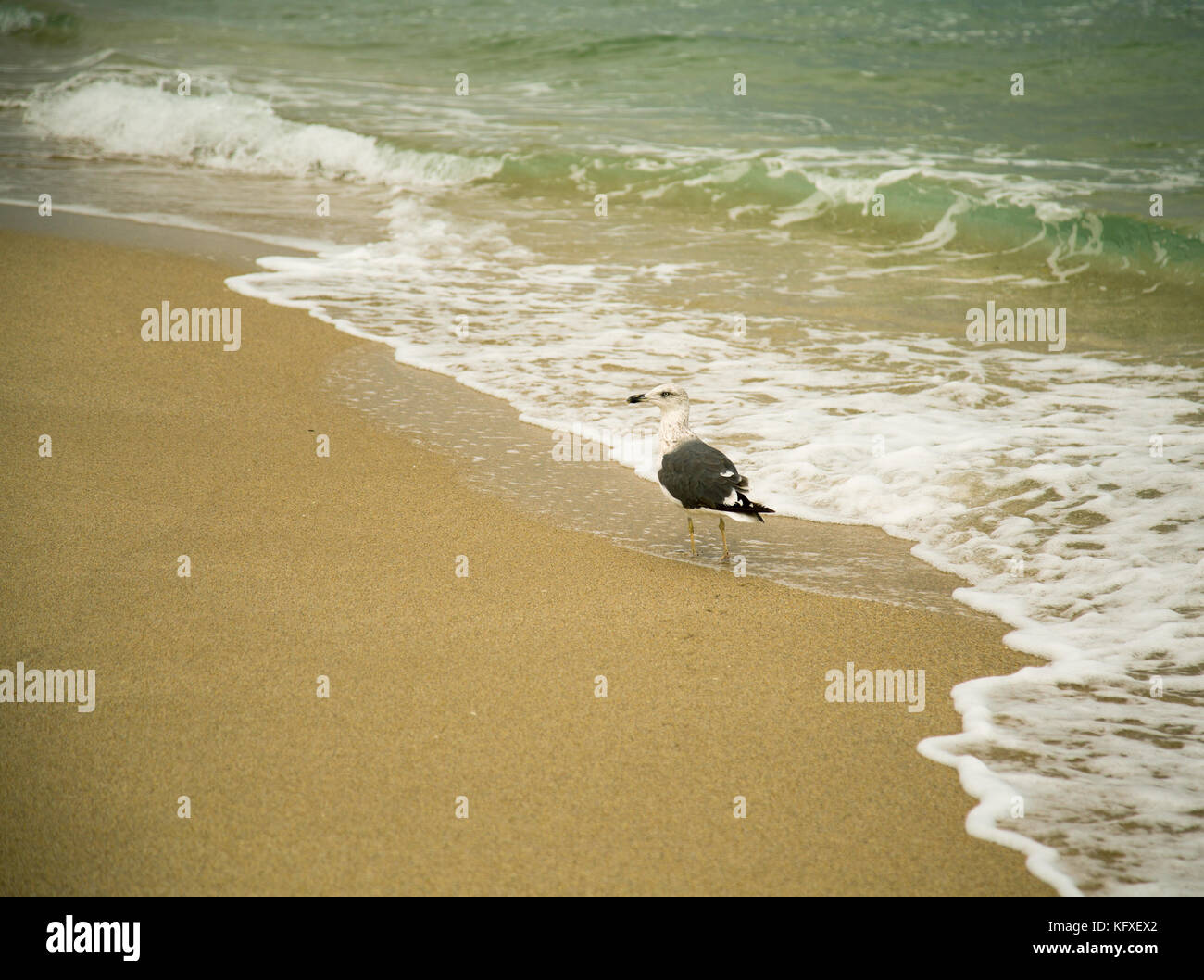 Seagull walking on beach. Banque D'Images