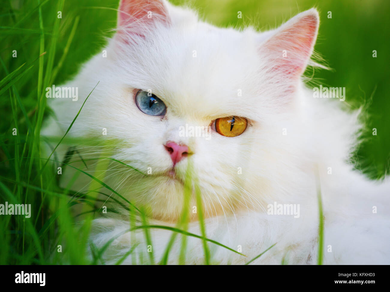 Chat persan blanc avec 2 yeux de couleur différente (heterocromatic yeux) sur la pelouse Banque D'Images