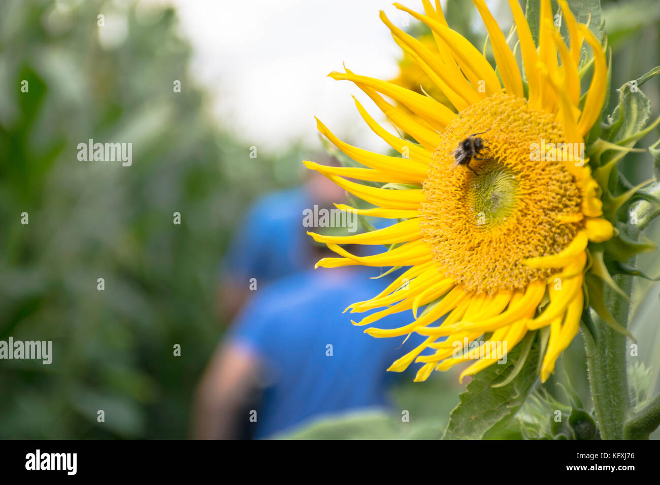 Bourdon sur un tournesol Banque D'Images